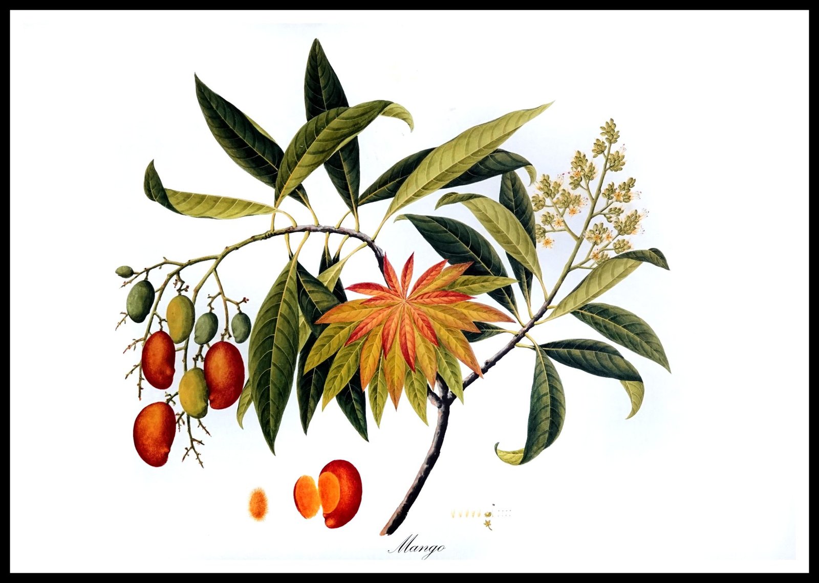 ALP E13015 Mango (Antique Prints)